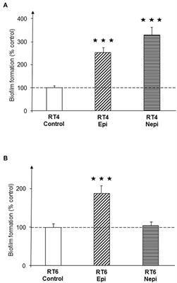 Acne and Stress: Impact of Catecholamines on Cutibacterium acnes